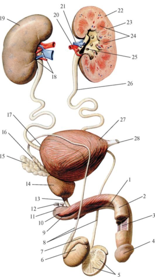 Мочеполовая система у мужчин фото