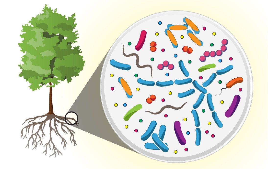 Микробиом почвы. Микроорганизмы на растениях. Изображение бактерии. Бактерии в почве. Бактерии на деревьях.