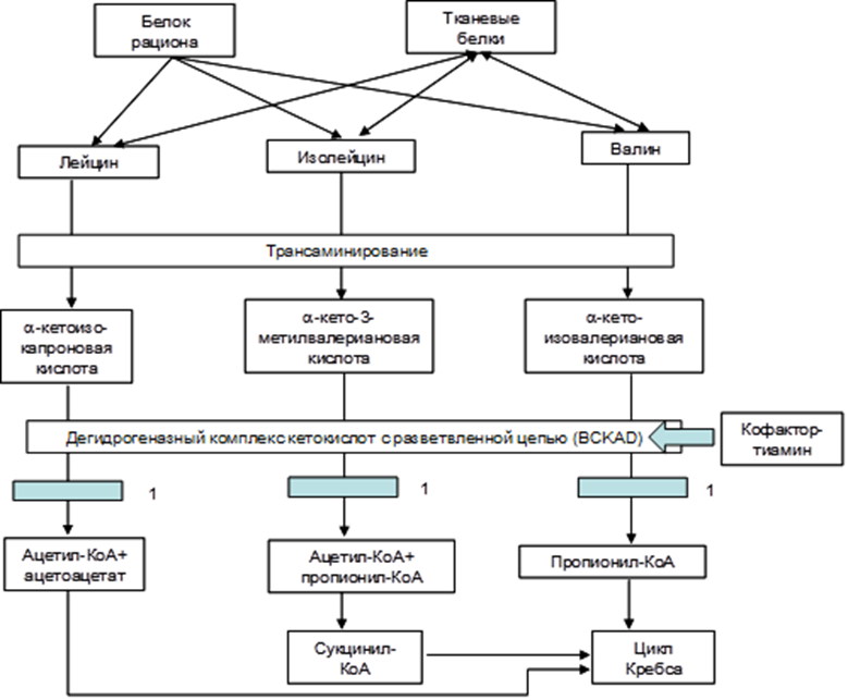 Схема развития заболевания. Болезнь кленового сиропа патогенез. Лейциноз болезнь кленового сиропа. Болезнь кленового сиропа клинические рекомендации. Болезнь кленового сиропа у детей клинические рекомендации.