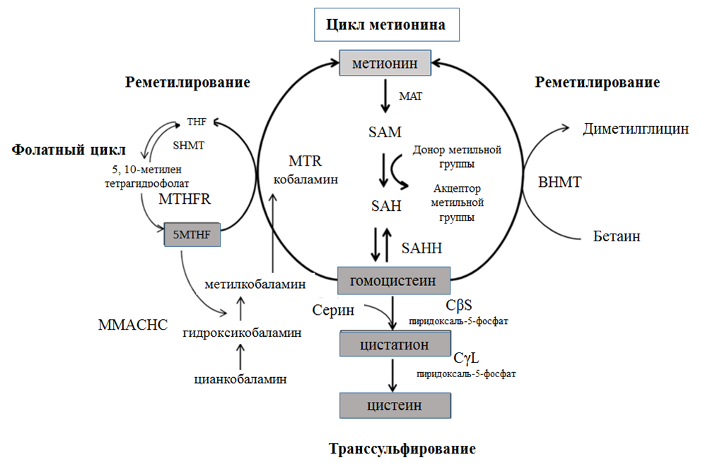 Гомоцистеин это что значит повышенный у женщин. Схема обмена серосодержащих аминокислот биохимия. Метаболизм метионина. Гомоцистеин метаболизм. Цикл метионина.